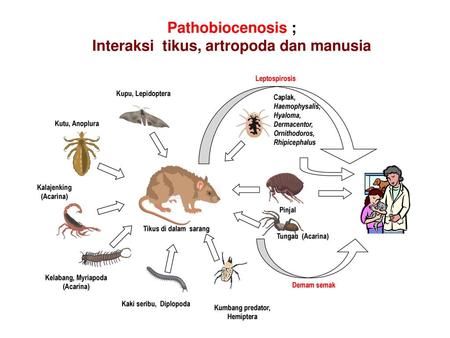 Pathobiocenosis ; Interaksi tikus, artropoda dan manusia