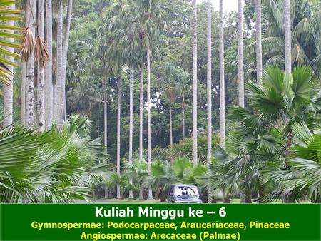 Kuliah Minggu ke – 6 Gymnospermae: Podocarpaceae, Araucariaceae, Pinaceae Angiospermae: Arecaceae (Palmae)