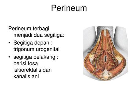 Perineum Perineum terbagi menjadi dua segitiga: