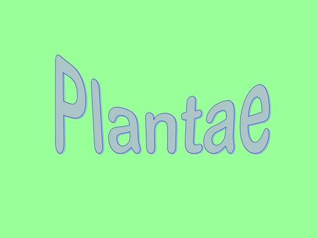 Plantae.