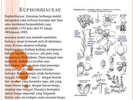 Euphorbiaceae Euphorbiaceae [tanaman berbunga indah] merupakan suku terbesar keempat dari lima suku tumbuhan berpembuluh yang mewadahi 1354 jenis dari.