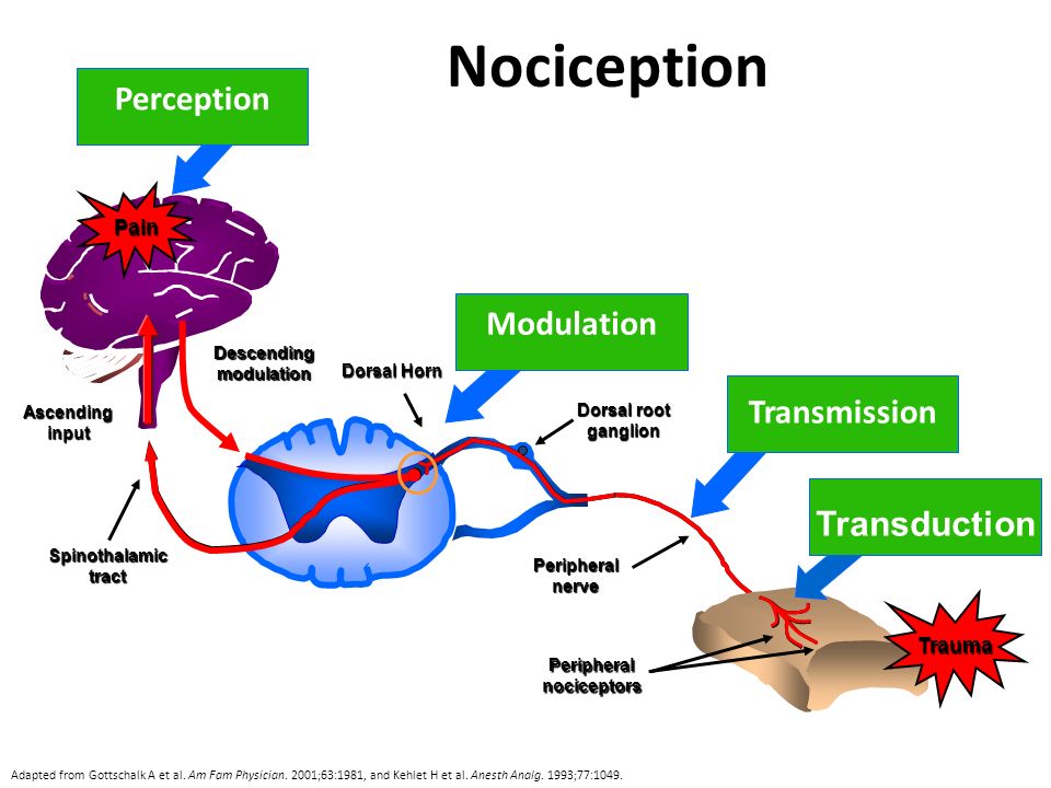 Resultado de imagem para nociception transduction modulation