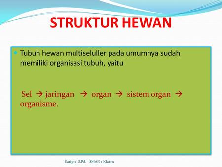 STRUKTUR HEWAN Tubuh hewan multiseluller pada umumnya sudah memiliki organisasi tubuh, yaitu Sel  jaringan  organ  sistem organ  organisme.