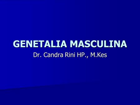 GENETALIA MASCULINA Dr. Candra Rini HP., M.Kes.