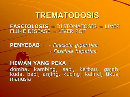 TREMATODOSIS FASCIOLOSIS = DISTOMATOSIS = LIVER FLUKE DISEASE = LIVER ROT PENYEBAB : 	- Fasciola gigantica - Fasciola hepatica HEWAN YANG PEKA : domba,