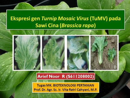 Ekspresi gen Turnip Mosaic Virus (TuMV) pada Sawi Cina (Brassica rapa)