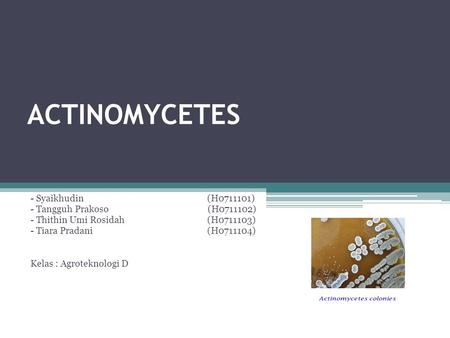 ACTINOMYCETES - Syaikhudin (H ) - Tangguh Prakoso (H )
