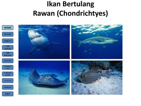 Ikan Bertulang Rawan (Chondrichtyes)