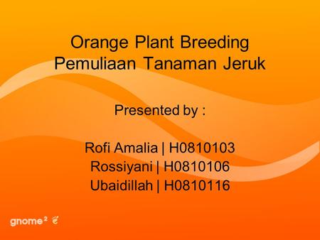 Orange Plant Breeding Pemuliaan Tanaman Jeruk