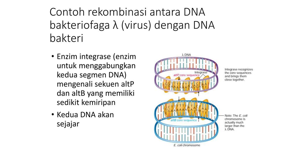 Contoh rekombinasi antara DNA bakteriofaga λ (virus) dengan DNA bakteri