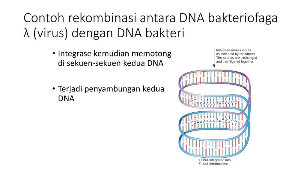 Contoh rekombinasi antara DNA bakteriofaga λ (virus) dengan DNA bakteri