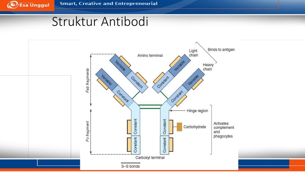 Struktur Antibodi