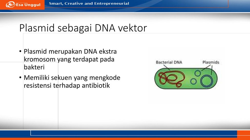 Plasmid sebagai DNA vektor