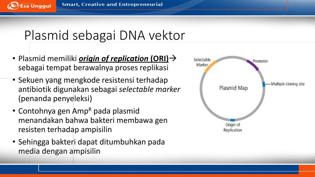 Plasmid sebagai DNA vektor