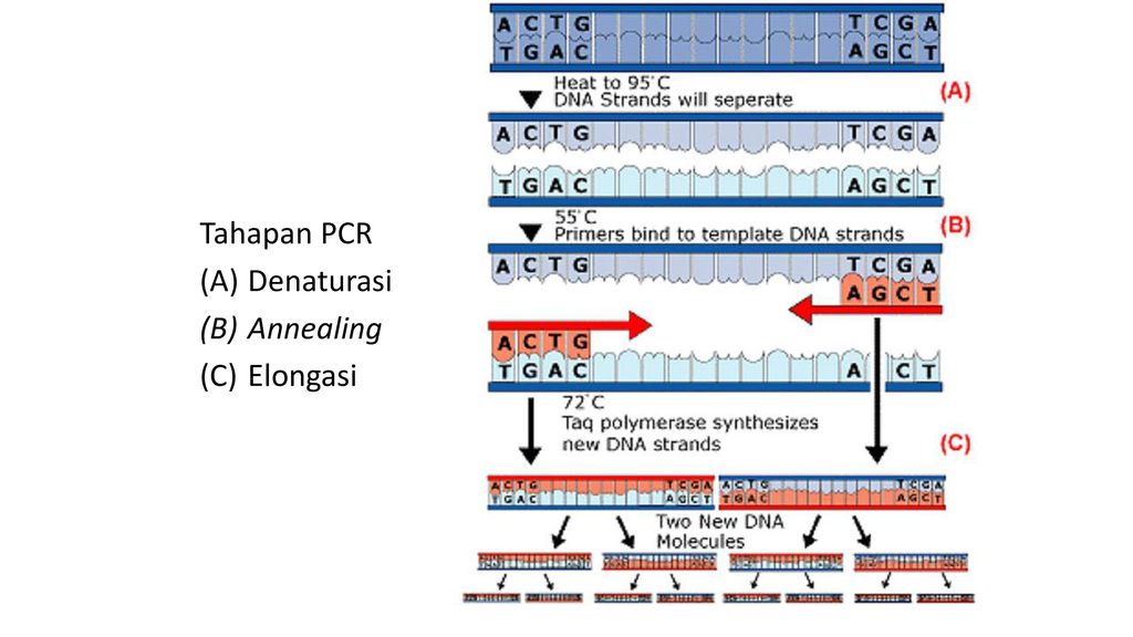 Tahapan PCR Denaturasi Annealing Elongasi