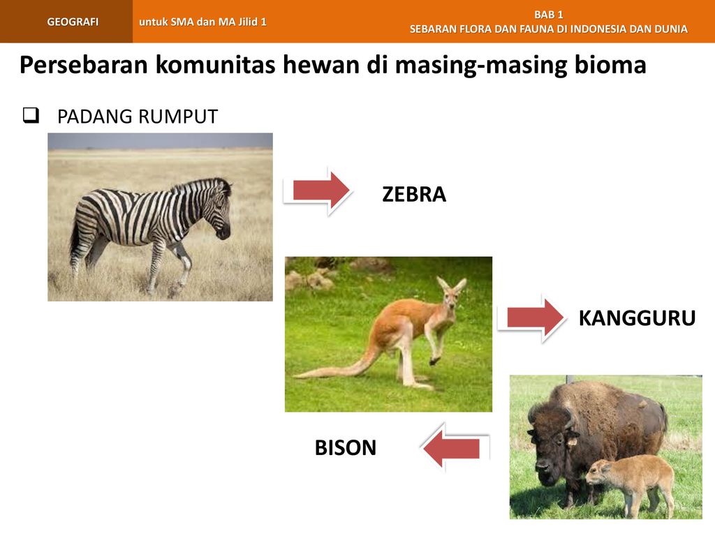 Persebaran komunitas hewan di masing-masing bioma