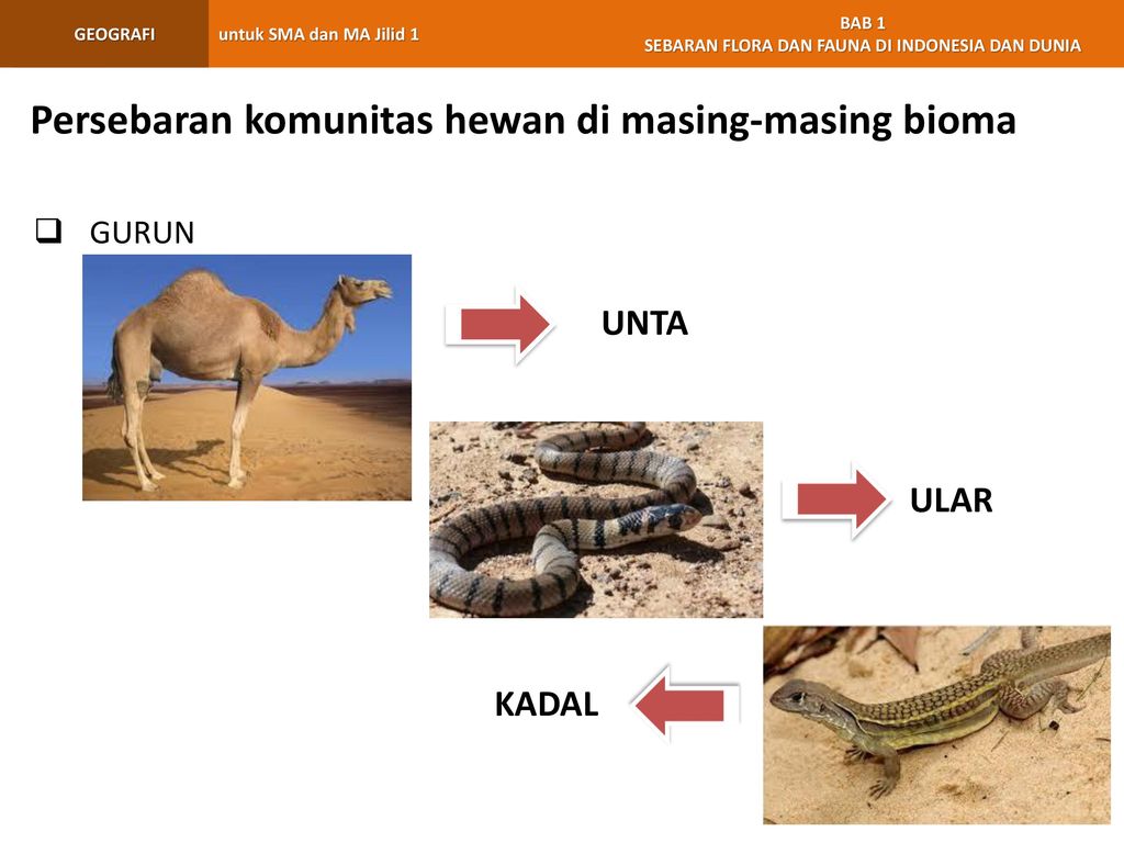 Persebaran komunitas hewan di masing-masing bioma