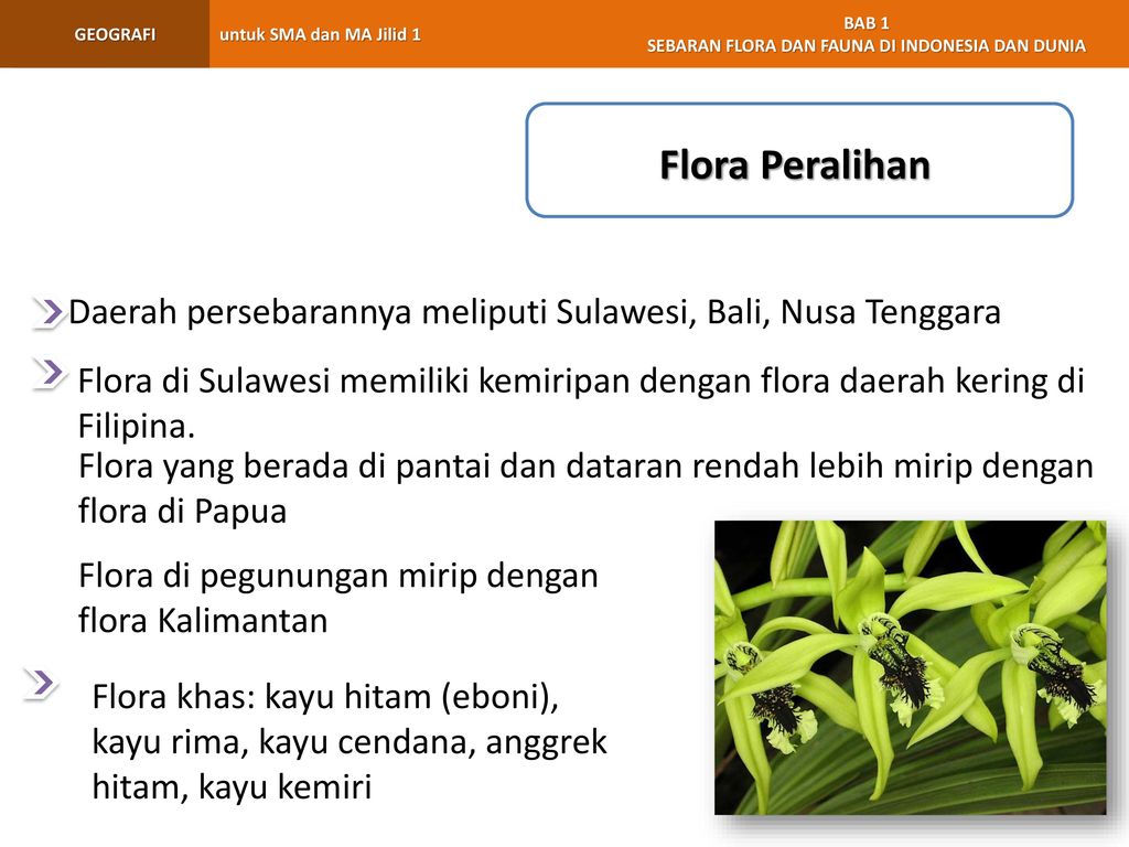 Flora Peralihan Daerah persebarannya meliputi Sulawesi, Bali, Nusa Tenggara.