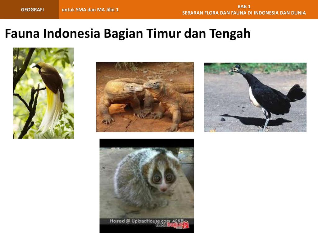 Fauna Indonesia Bagian Timur dan Tengah