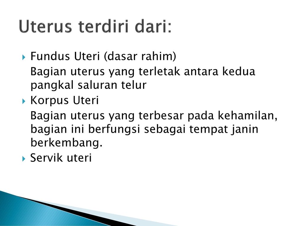 Uterus terdiri dari: Fundus Uteri (dasar rahim)