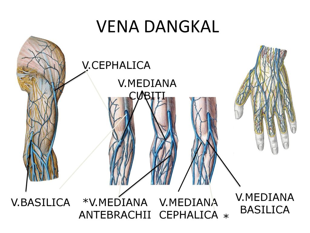 Вены Цефалика И Базилика