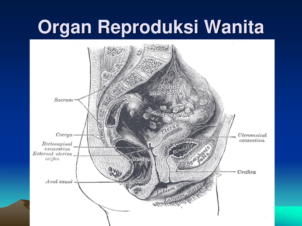 Organ Reproduksi Wanita