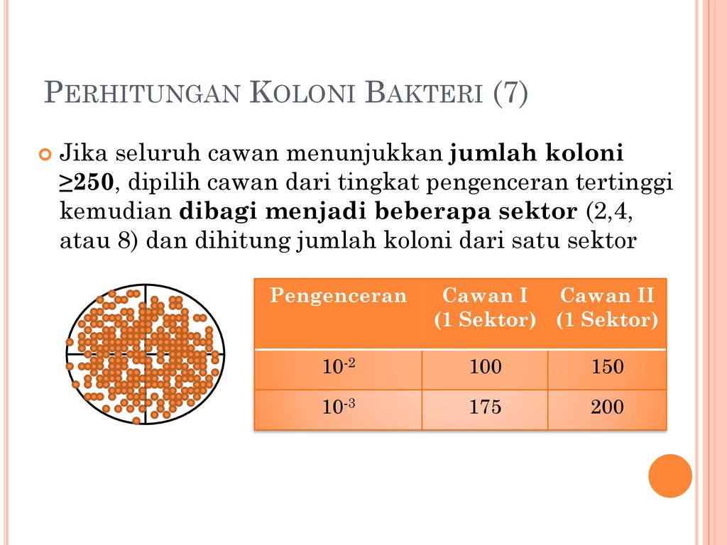 Perhitungan Koloni Bakteri (7)