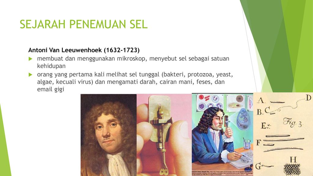 SEJARAH PENEMUAN SEL Antoni Van Leeuwenhoek ( )