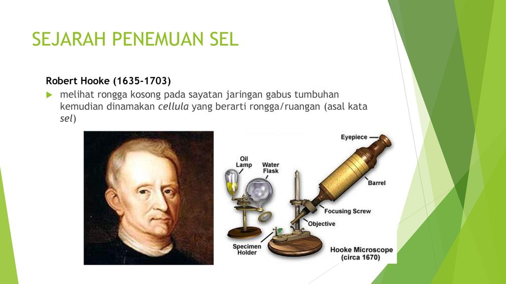 SEJARAH PENEMUAN SEL Robert Hooke ( )