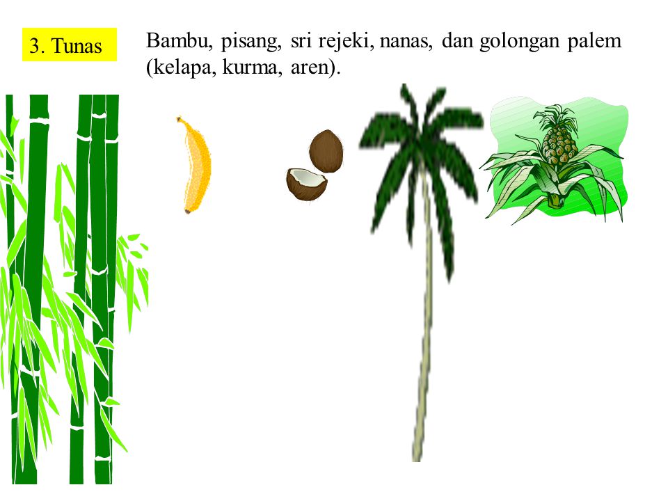 Bambu, pisang, sri rejeki, nanas, dan golongan palem (kelapa, kurma, aren).