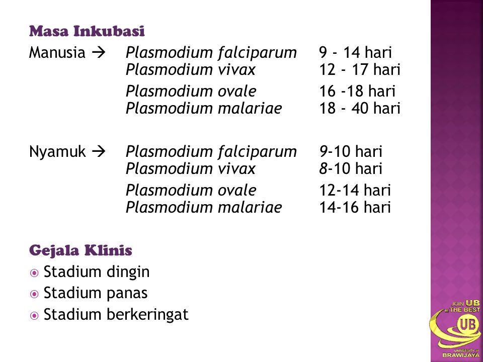 Masa Inkubasi Manusia  Plasmodium falciparum hari Plasmodium vivax hari.