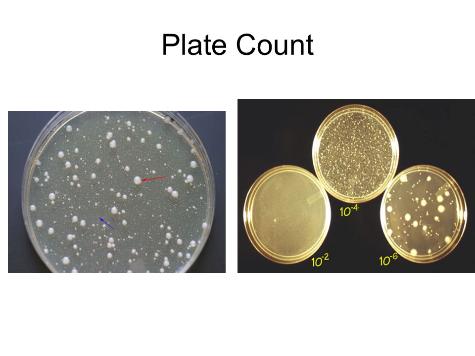 Plate Count