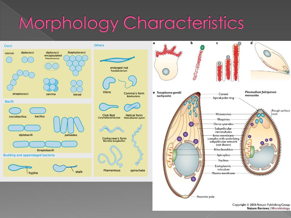 Morphology Characteristics