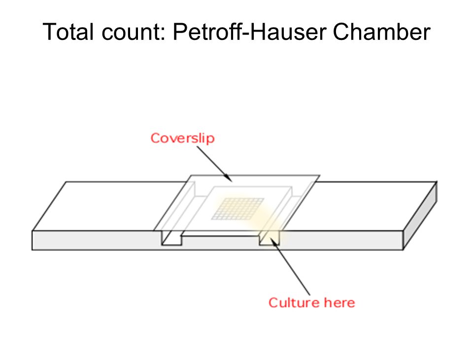Total count: Petroff-Hauser Chamber