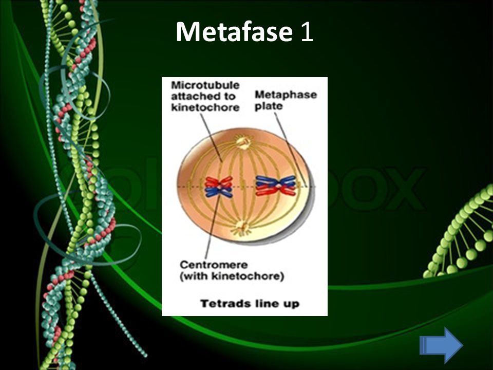Metafase 1
