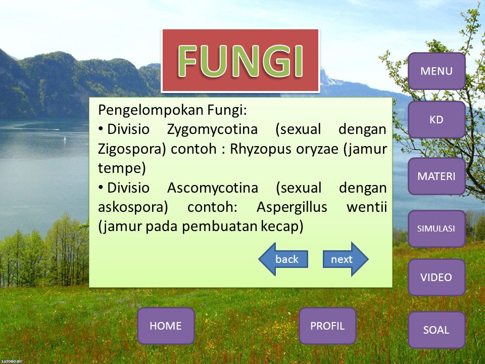 MENU Pengelompokan Fungi: Divisio Zygomycotina (sexual dengan Zigospora) contoh : Rhyzopus oryzae (jamur tempe)