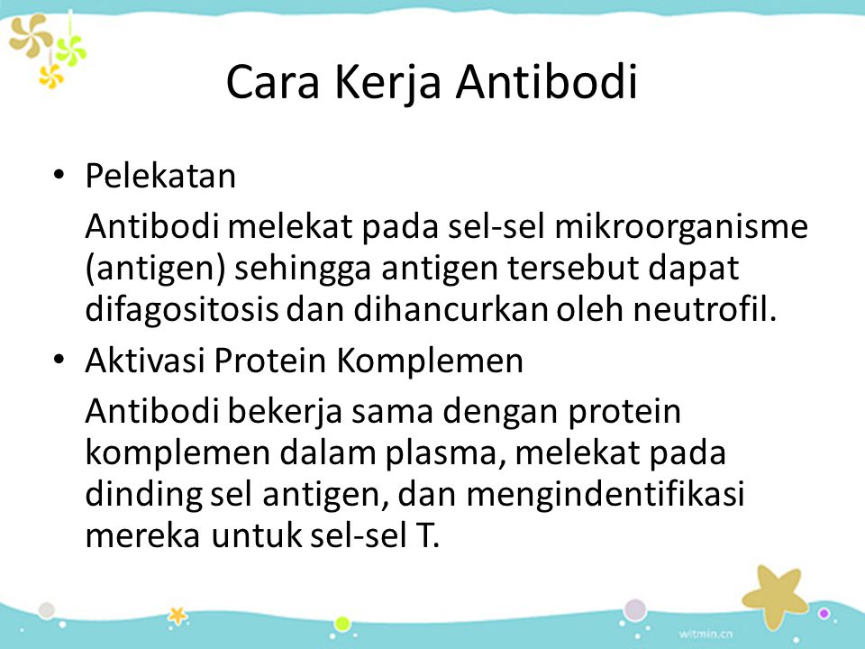 Cara Kerja Antibodi Pelekatan