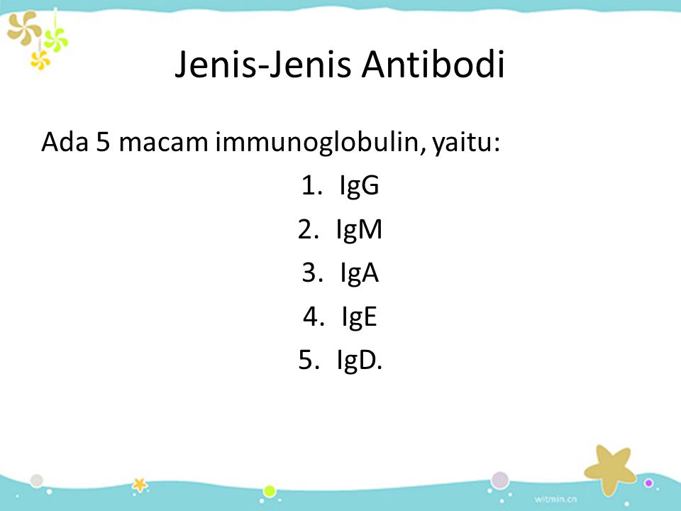 Jenis-Jenis Antibodi Ada 5 macam immunoglobulin, yaitu: IgG IgM IgA