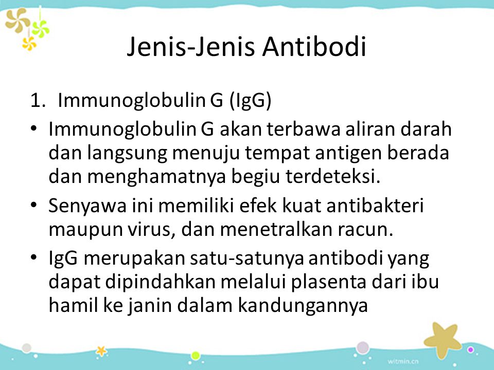 Jenis-Jenis Antibodi Immunoglobulin G (IgG)