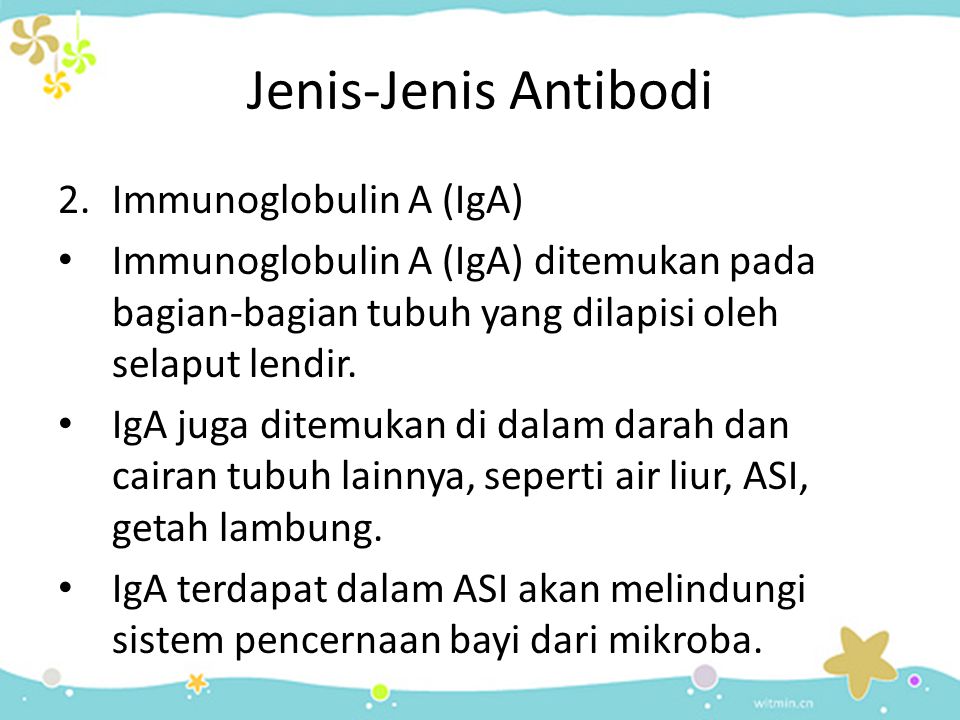 Jenis-Jenis Antibodi Immunoglobulin A (IgA)