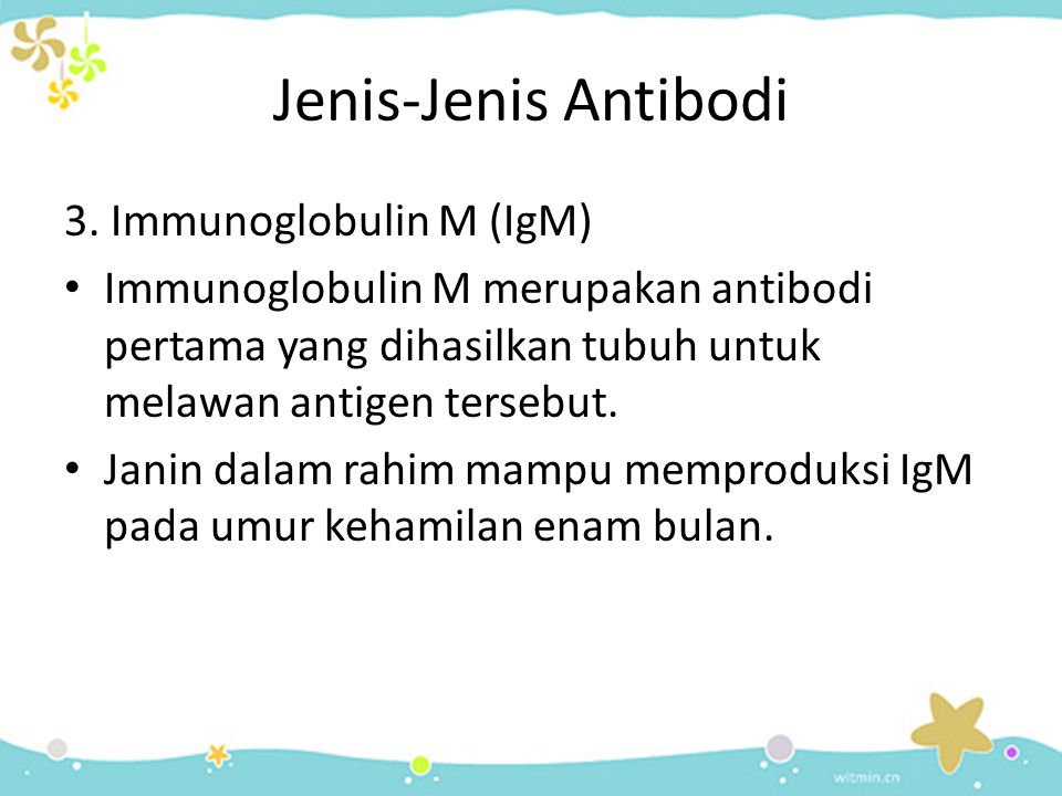 Jenis-Jenis Antibodi 3. Immunoglobulin M (IgM)