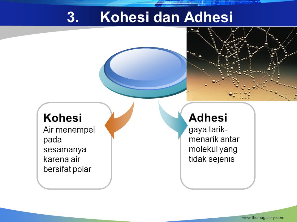 3. Kohesi dan Adhesi Kohesi Adhesi