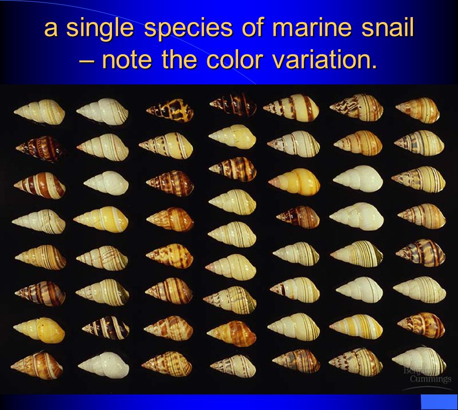 a single species of marine snail – note the color variation.
