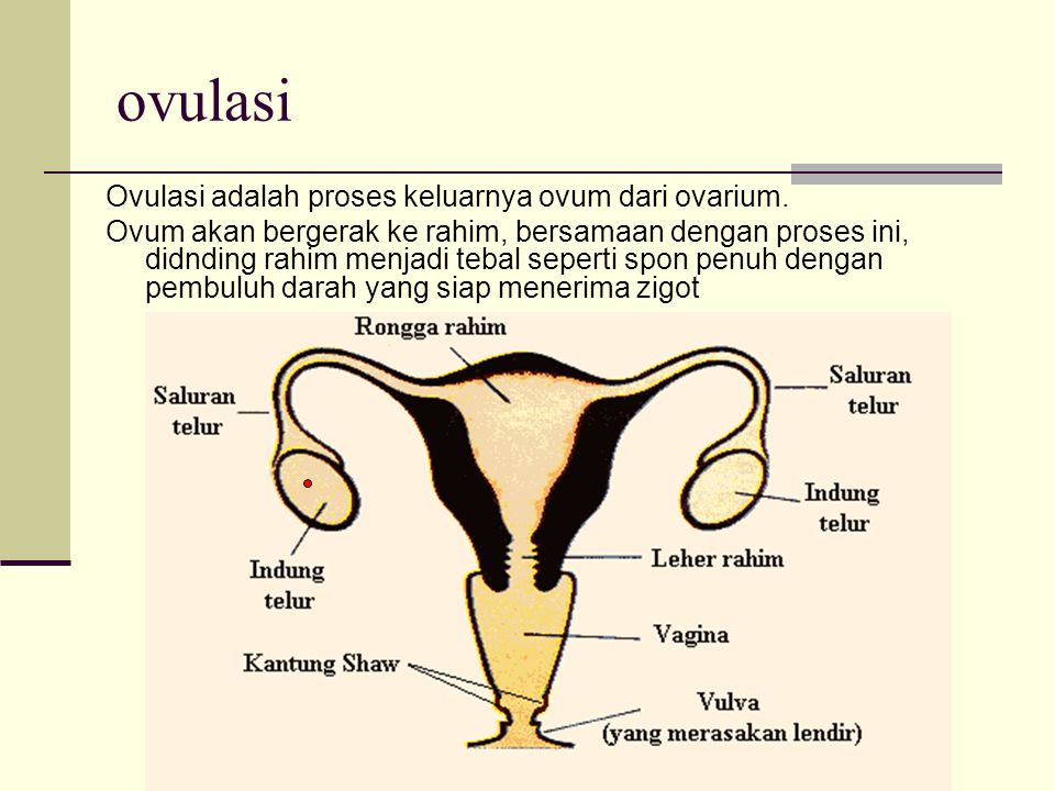ovulasi Ovulasi adalah proses keluarnya ovum dari ovarium.