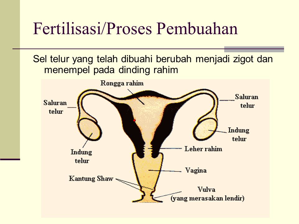 Fertilisasi/Proses Pembuahan