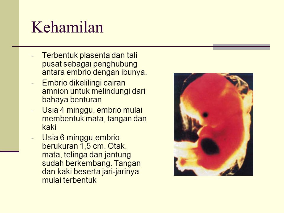 Kehamilan Terbentuk plasenta dan tali pusat sebagai penghubung antara embrio dengan ibunya.