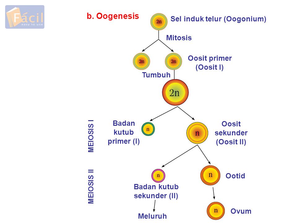 Sel induk telur (Oogonium) Badan kutub sekunder (II)