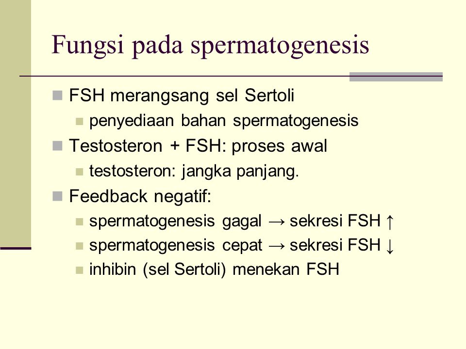 Fungsi pada spermatogenesis