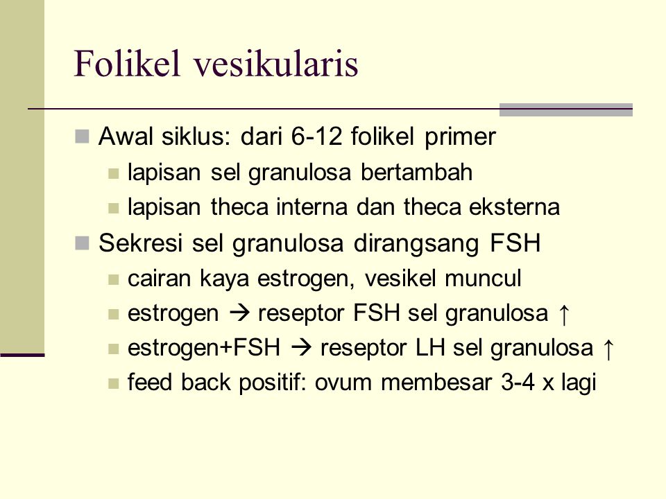 Folikel vesikularis Awal siklus: dari 6-12 folikel primer
