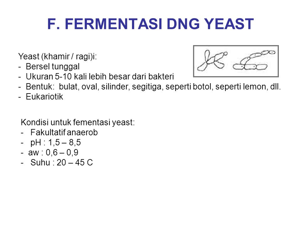 F. FERMENTASI DNG YEAST Yeast (khamir / ragi)i: Bersel tunggal